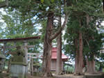 赤井 荒脛巾神社の森3