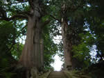 下馬渡 熊野神社の森3