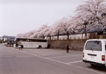 会津武家屋敷の桜