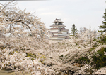 鶴ケ城の桜
