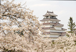 鶴ケ城の桜1