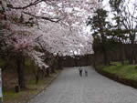 鶴ケ城の桜3
