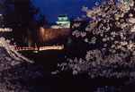 鶴ケ城の桜6