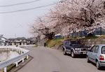 滝沢浄水場の桜1