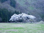 戸草平の桜