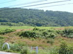 桜峠牧場4