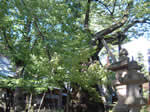 蚕養国神社9