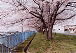 滝沢浄水場の桜2